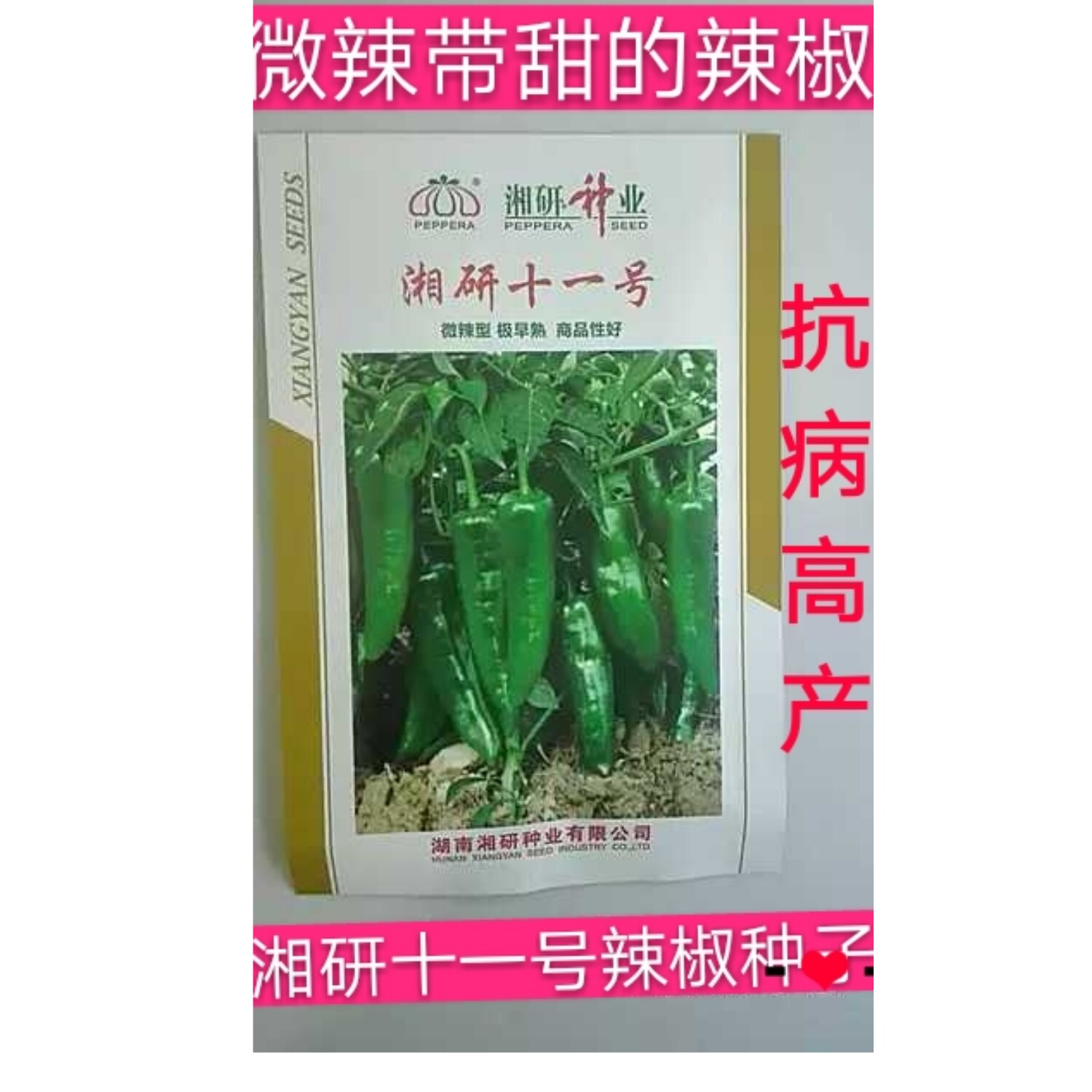 湘研11号不辣辣椒种子 越冬春秋棚室露地阳台 微辣辣椒种子1000粒