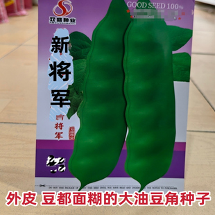 东北大油豆角种子肉厚扁片农家压倒架新将军春季秋季散装