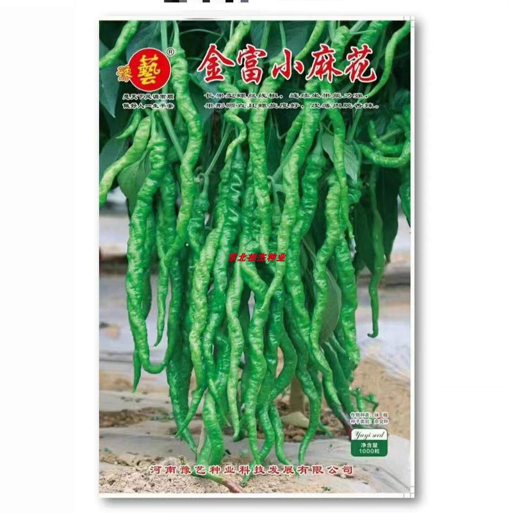豫艺金富小麻花辣椒种子小螺丝椒线椒中早熟抗病露地棚室春季秋季