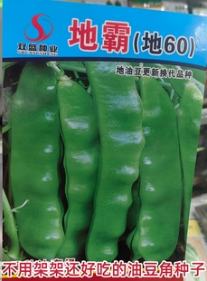 不架架绿油亮东北地油豆种子棚菜园春季秋季开锅烂哈菜豆14号