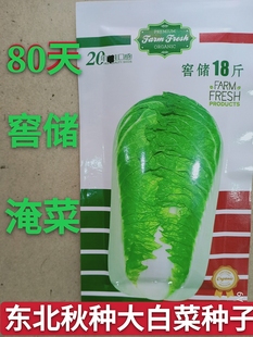 东北大白菜种子窖储18斤高棵窖储腌酸菜秋季种开锅烂蔬菜