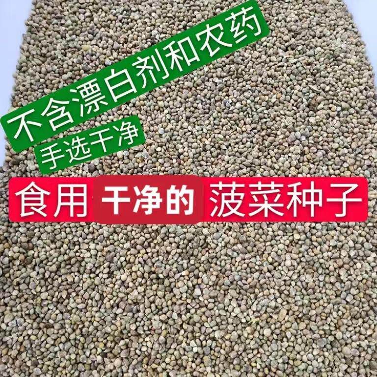 食用菠菜籽粉 种子手选干净免费打菠菜籽粉食用500克