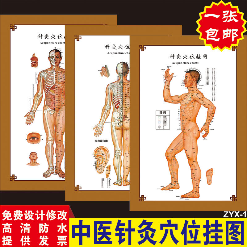 中医图解背部人体经络穴位图大挂图养生馆宣传画针灸推拿海报全身