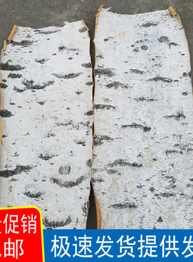 天然白桦树皮真树皮画家居装饰拍摄道具DIY材料风干工艺管道贴墙