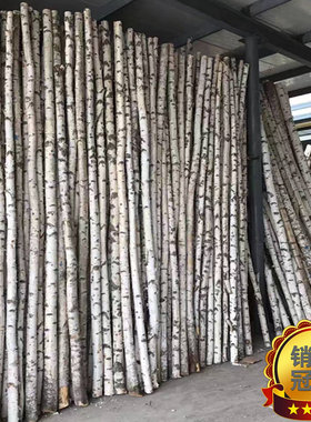 天然白桦树装饰树杆白桦树干桦木原木干花枯树枝婚庆橱窗隔断造景