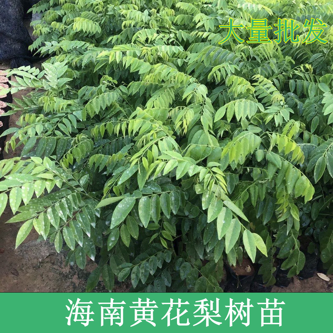 正宗海南黄花梨树苗小叶金丝楠木绿植欧恩在别墅庭院园林四季常青