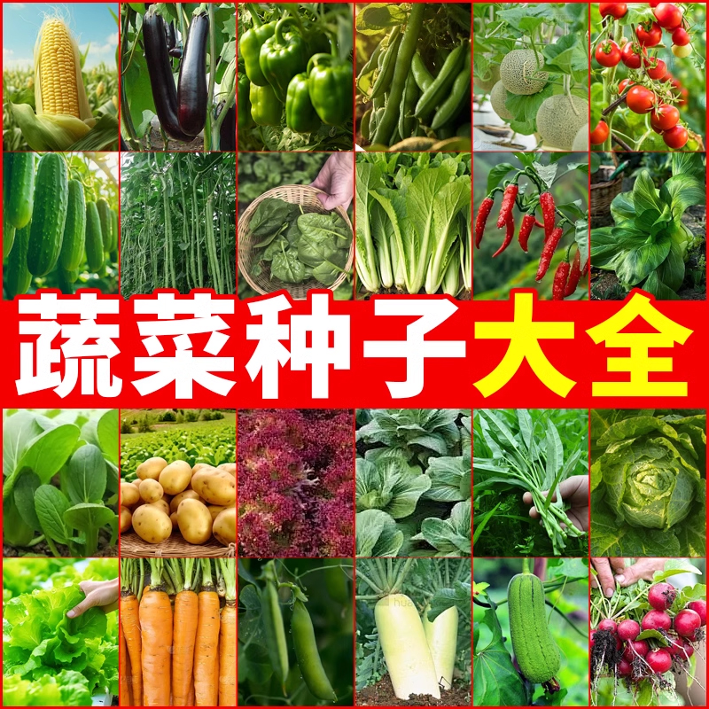 蔬菜种子四季播盆栽阳台庭院香菜生菜菠菜萝卜葱简单易种籽孑大全