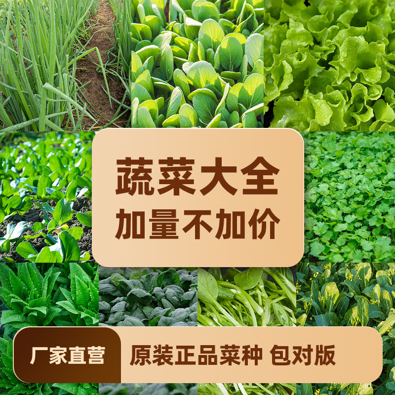 10种原装蔬菜种子四季菜种室内外阳台绿植盆栽庭院秋冬季蔬菜种子