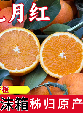 （九月红礼盒泡沫箱）宜昌九月红橙子秭归脐橙甜湖北三峡应季水果