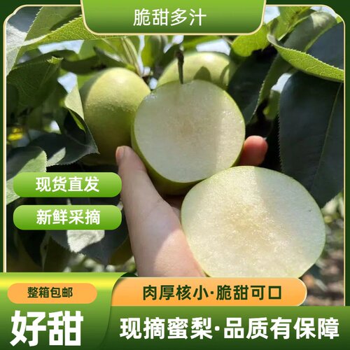 湖北翠冠梨新鲜翠玉梨冰糖梨子