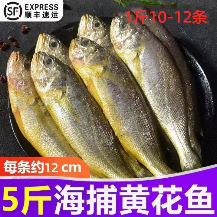 海捕黄花鱼每斤10条左右生鲜鲜活冷冻深海鱼类海鲜类水产整箱