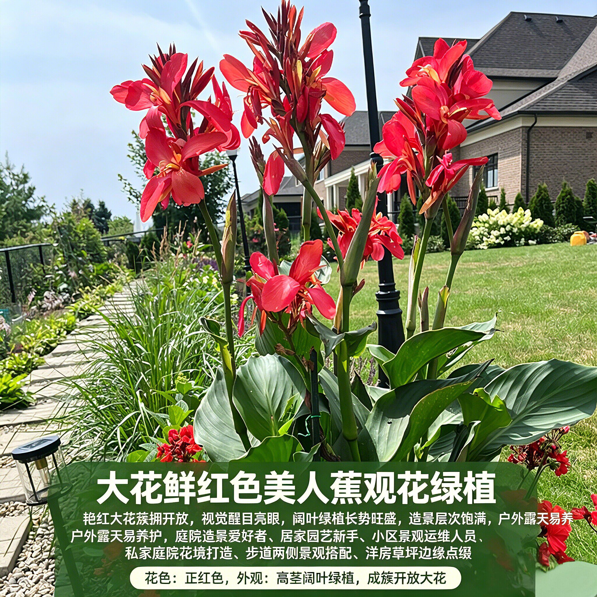 大花美人蕉四季开花易活盆栽