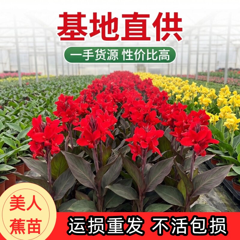 美人蕉盆栽水培多年生四季绿植