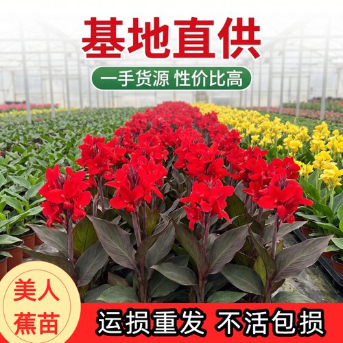美人蕉盆栽水培多年生四季绿植