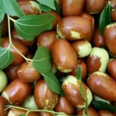 顺丰包邮朝阳大枣朝阳孙家湾大枣脆枣甜酸枣平顶红枣鲜枣应季水果
