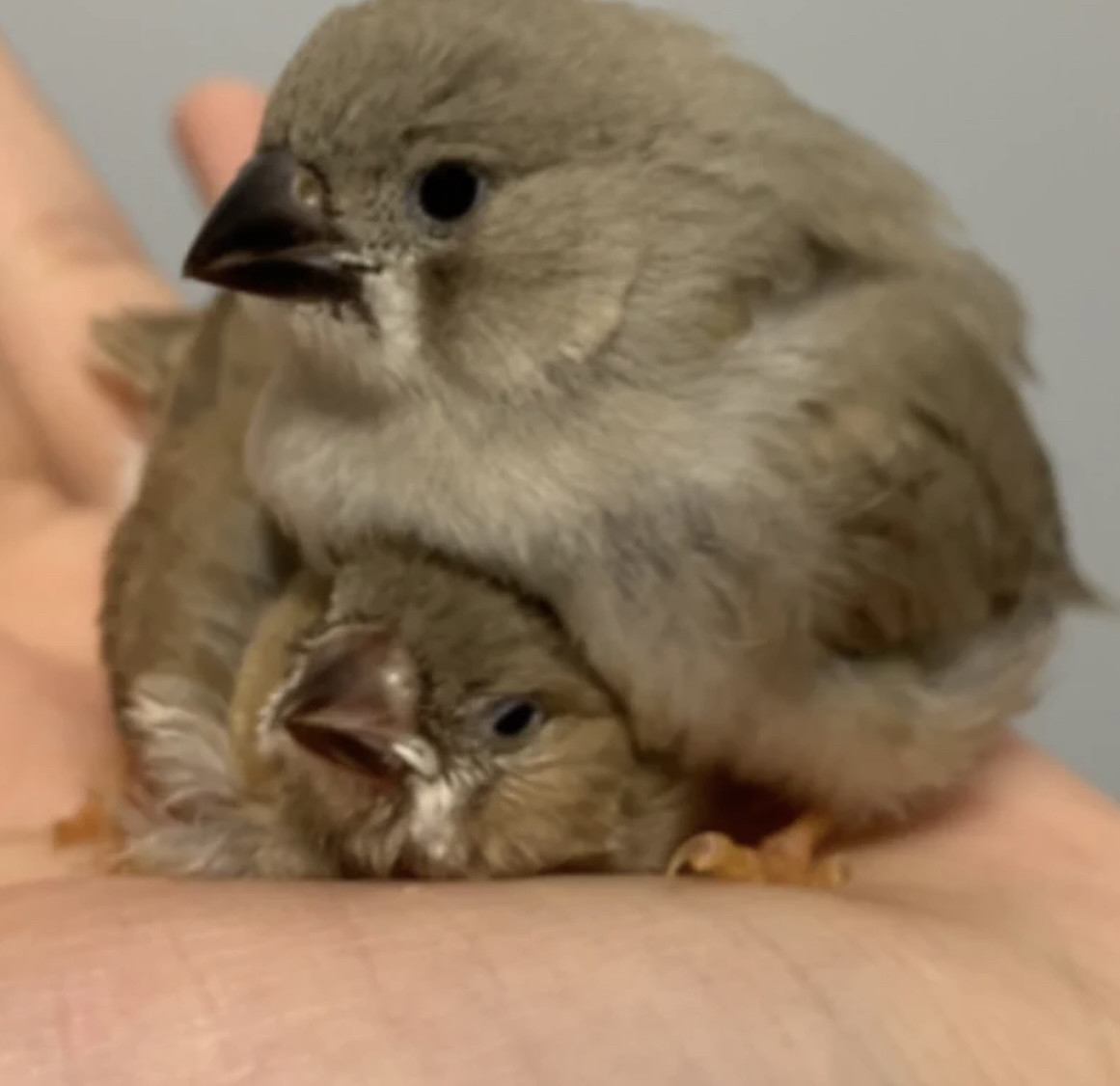 手养珍珠鸟 网红珍珠鸟幼崽 灰色珍珠鸟半毛 白色亲人珍珠鸟