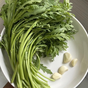 茼蒿大小叶茼蒿皇帝菜大叶茼蒿新鲜当季易种植冬天菜苗秧苗