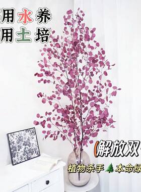 尤加利永生苹果叶好养净化空气