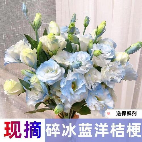 洋桔梗插花云南昆明基地直发家庭客厅插花水养真花鲜花花束