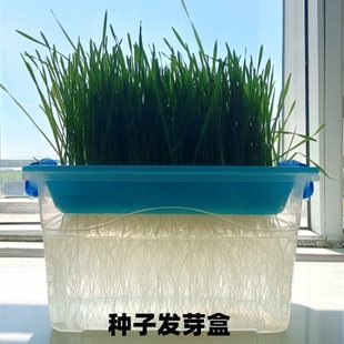 现货直销玉米、水稻、小麦种子发芽盒,盆栽实验根系展示芽率实验
