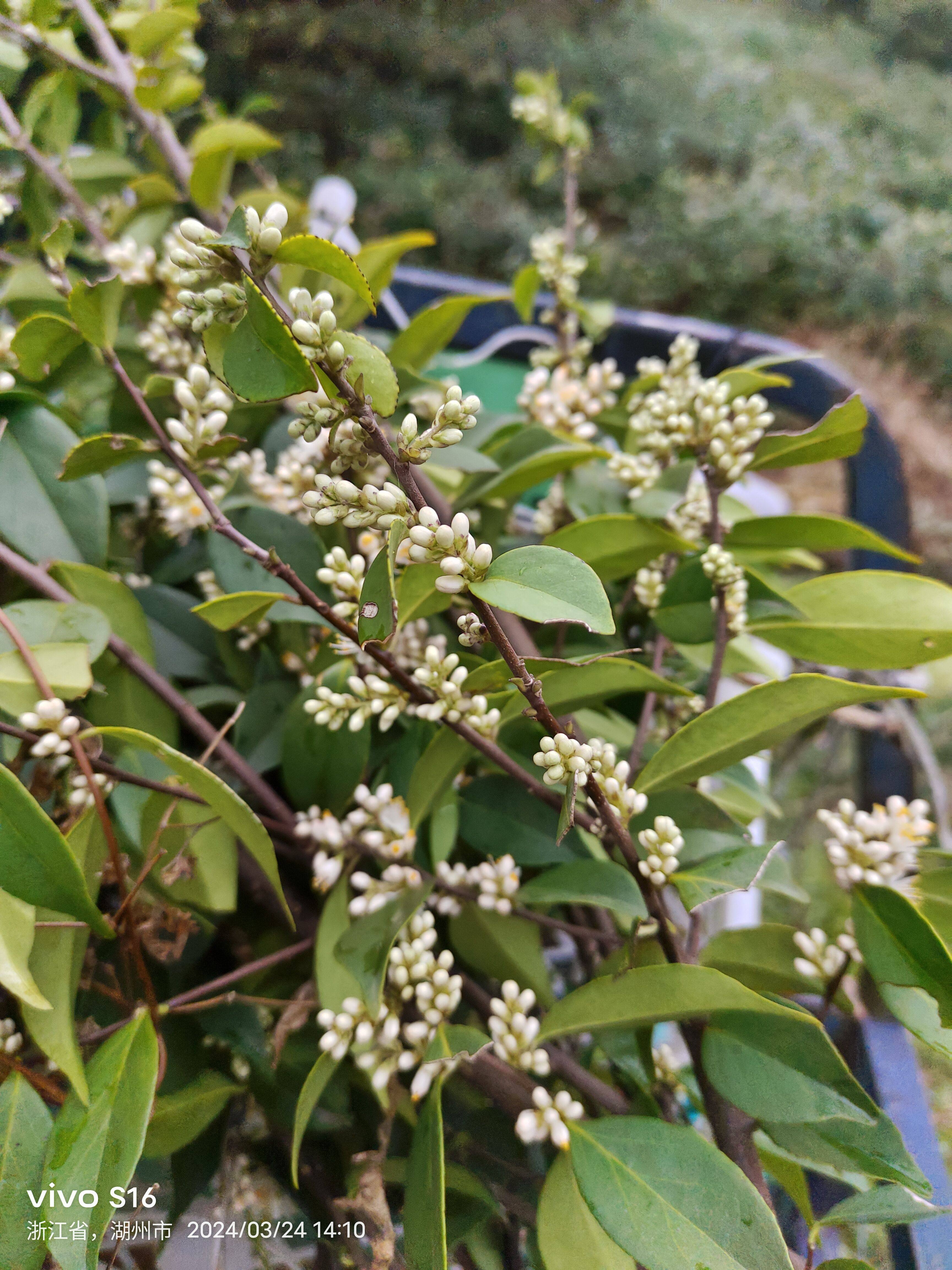 小叶山矾花束  只有春天有 甜叶子花 冻青花 鲜花