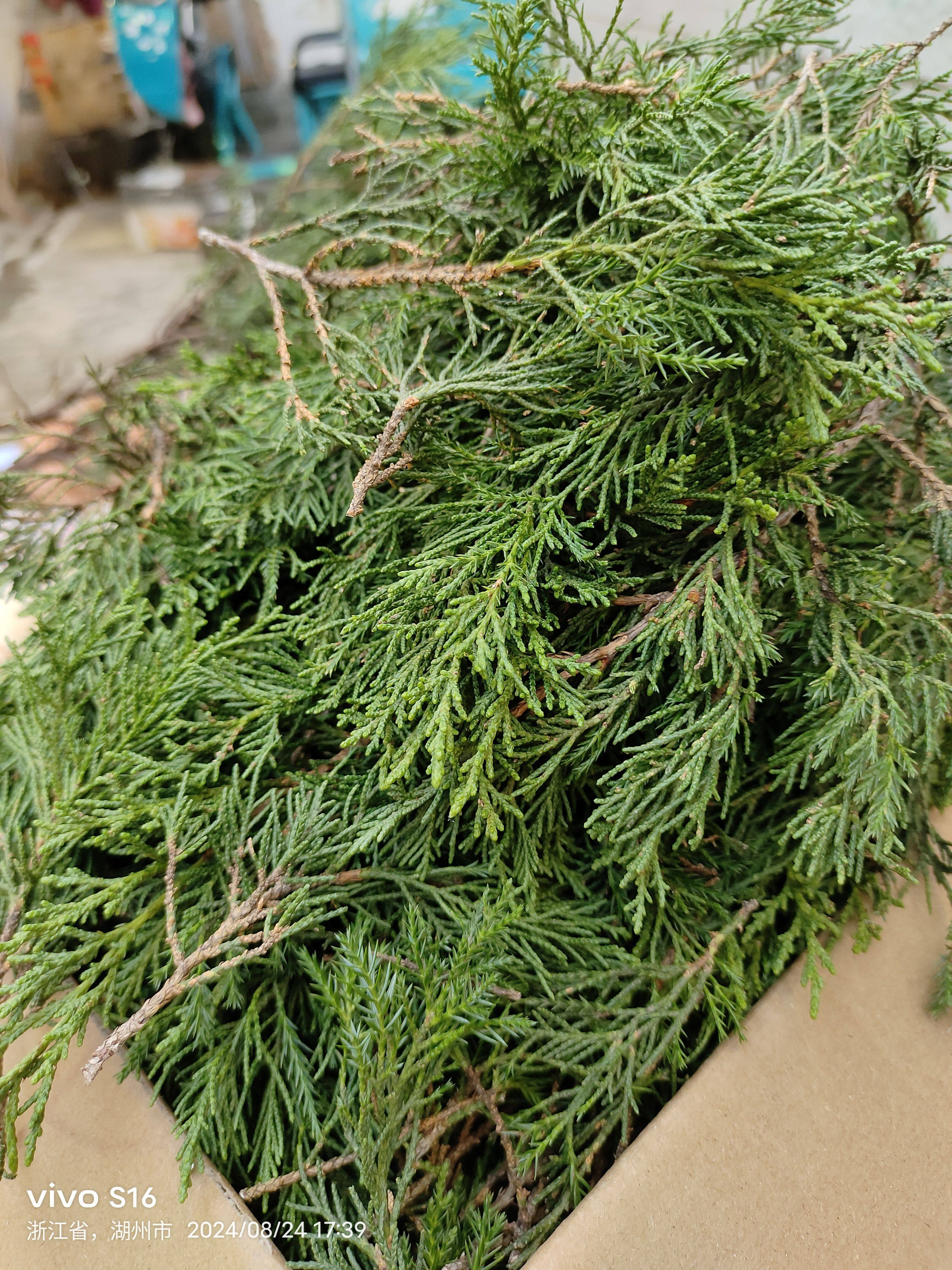 柏树树梢柏树树枝新鲜柏树树梢 付款后树上剪 25一斤柏树绿树叶