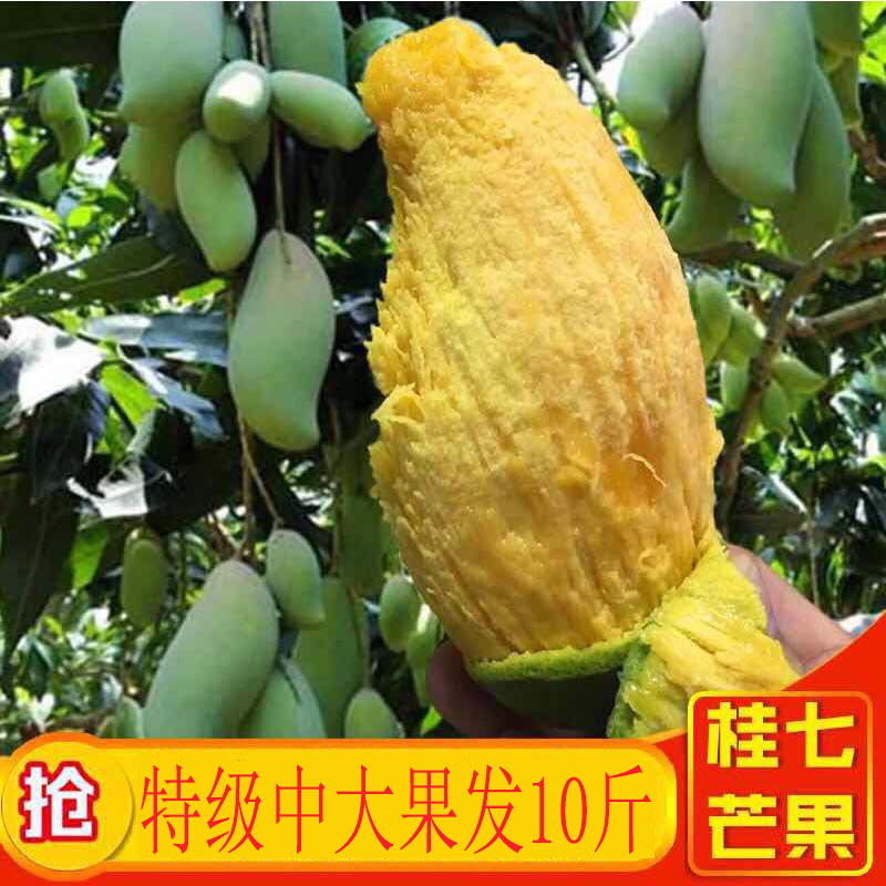 桂七芒果新鮮包郵廣西百色當季水果10斤整箱特產應季香芒青芒