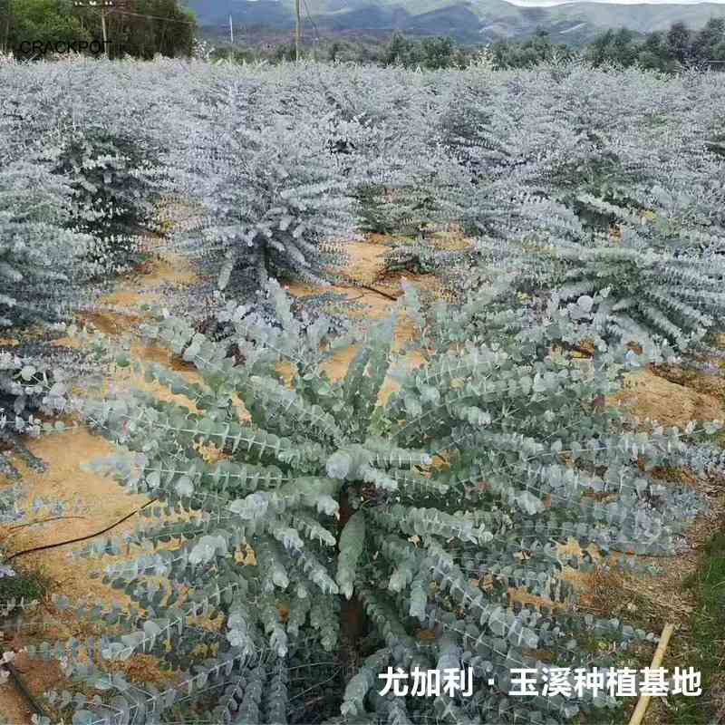 基地级尤加利叶干花森系自然干花真花铜钱桉尤加利基地纯天然干花