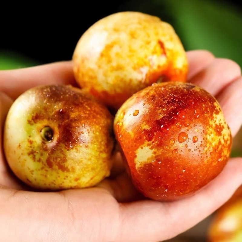 陕西大荔冬枣现摘新鲜水果当季青枣鲜枣脆甜可口牛奶青枣冰糖大枣