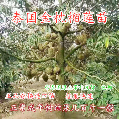 泰国金枕猫山王带土带叶榴莲苗