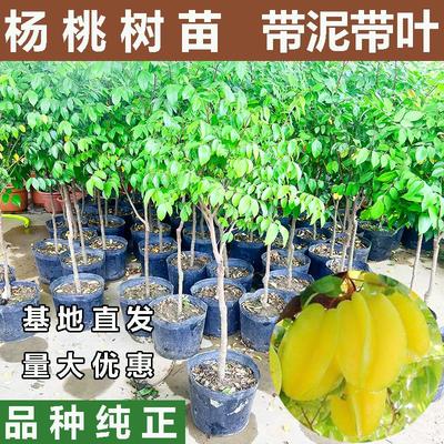 广西甜杨桃树苗清甜嫁接