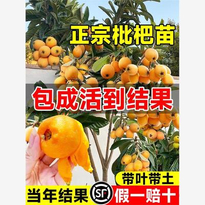 枇杷树苗果苗大果盆栽批