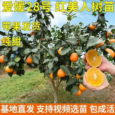 象山红美人树苗高甜爱媛28号露天地栽早熟无核橘子38号果冻橙树苗