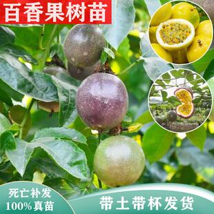 四季南方种植鸡蛋果巨无霸紫香黄金百香果树苗庭院盆地栽当年结果