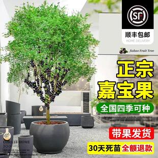 嘉宝果树大树沙巴艾斯卡南北方阳台庭院盆栽正宗四季加宝果苗树苗