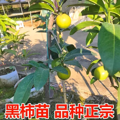 新品种四季巧克力布丁果黑柿果树苗柿树庭院阳台盆栽水果当年结果
