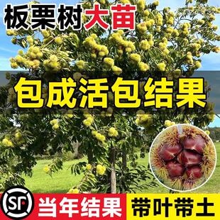 板栗苗树苖果树果苗南北方种植毛栗子树苗嫁接迁西大红袍当年结果