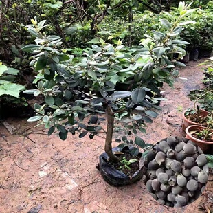 桃金娘树苗 野生稔子树观花老桩大树当年结果带土带叶发货南方种