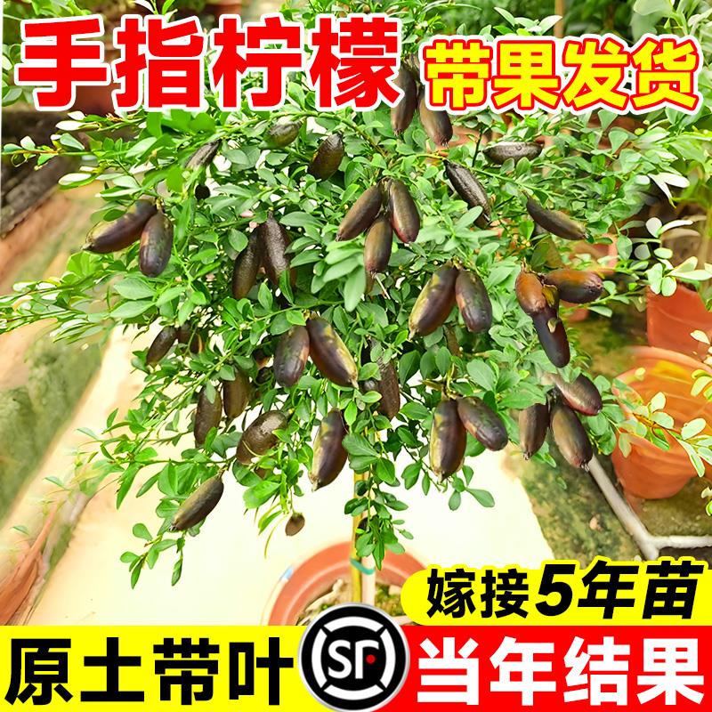 澳洲手指柠檬树苗盆栽庭