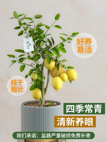 黄金香水柠檬苗盆栽阳台种植带土