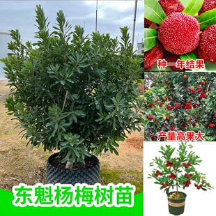 杨梅树苗正宗嫁接东魁杨黑炭梅苗盆栽南方地栽特大果苗当年结果苗