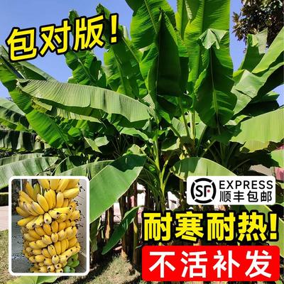 芭蕉树绿植盆栽庭院香苗