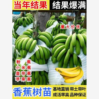 耐寒香蕉树苗芭苹果蕉粉