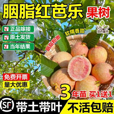 胭脂红番石榴嫁接果树苗红心奶油无籽红宝石芭乐苗盆地栽四季结果