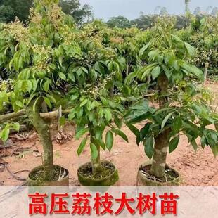 高压圈枝荔枝树苗冰荔先进奉桂味妃子笑高压荔枝树苗广西苗圃直发
