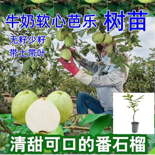 奶油软心番石榴树苗带土当年结果