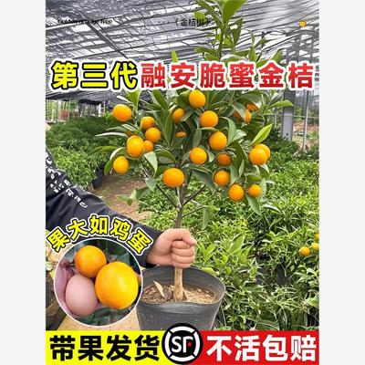 融安脆蜜金桔树第三代树