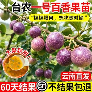 台农一号百香果苗钦蜜9号纯甜庭院地栽南北方嫁接果苗四季种植