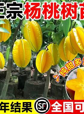 杨桃树苗果树结果四季甜