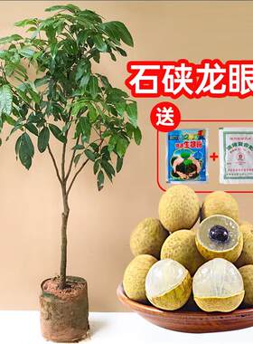 广西嫁接四季龙眼树苖桂